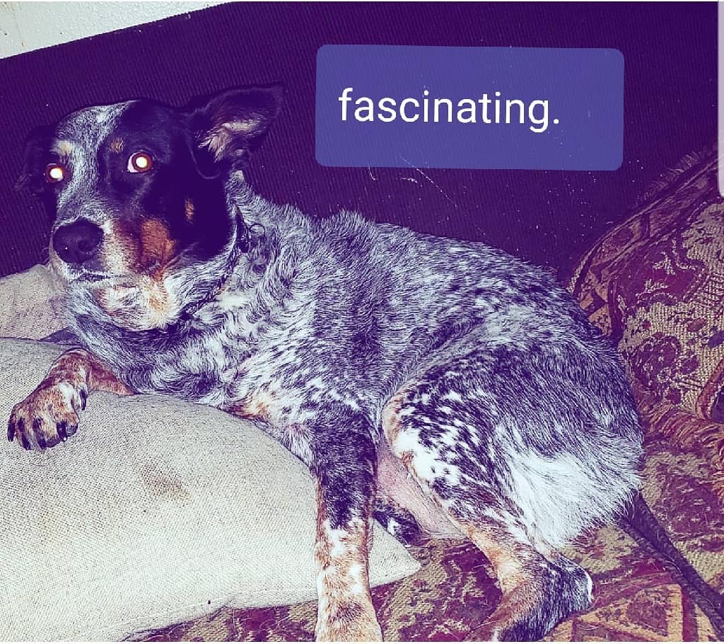 SrV Satchmo Bebop Teddy Bear