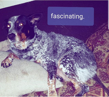 SrV Satchmo Bebop Teddy Bear