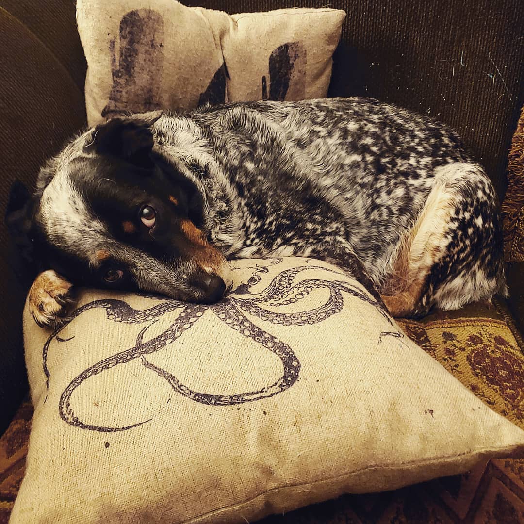 SrV Satchmo Bebop Teddy Bear