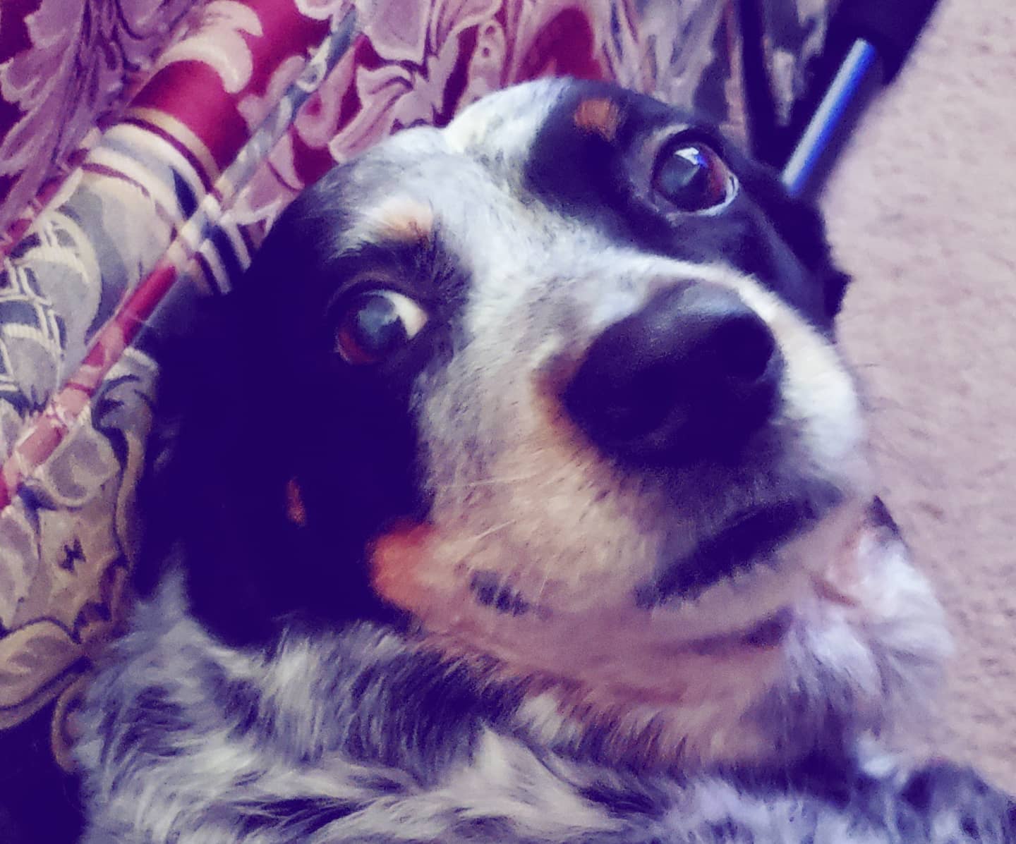 SrV Satchmo Bebop Teddy Bear