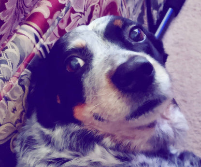 SrV Satchmo Bebop Teddy Bear