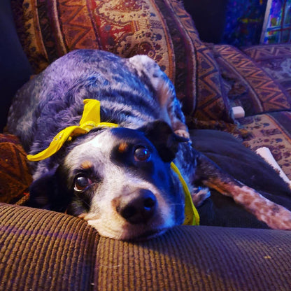 SrV Satchmo Bebop Teddy Bear