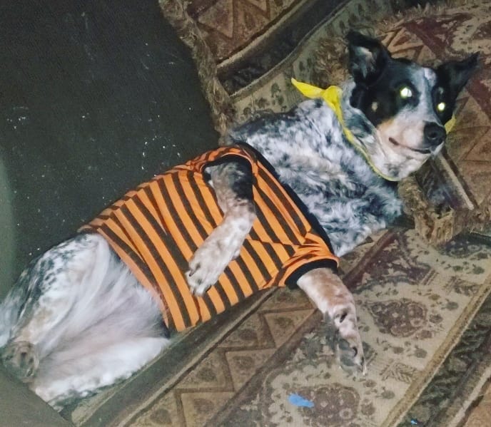 SrV Satchmo Bebop Teddy Bear