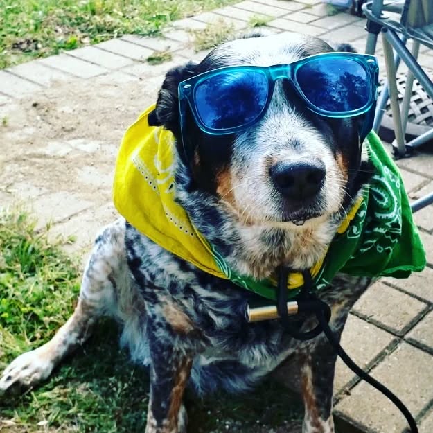 SrV Satchmo Bebop Teddy Bear